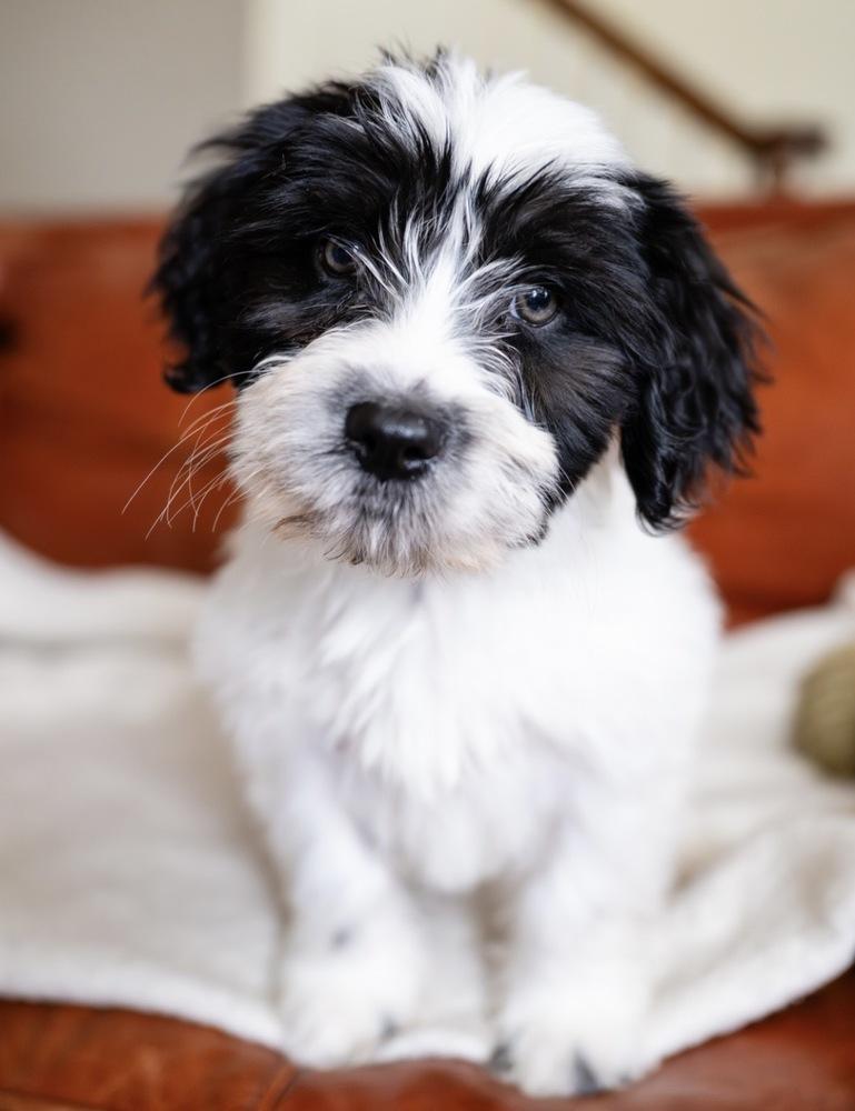 Dale- "No Longer Accepting Applications", Adoptable, Puppy Male Maltese.