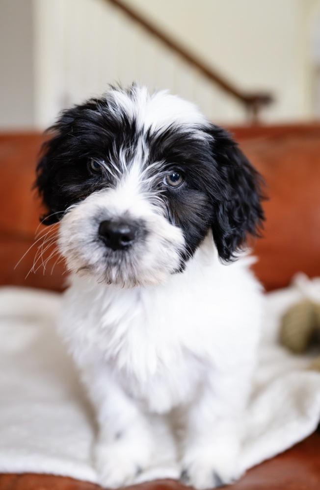 Enlarge Dale- "No Longer Accepting Applications", a Adoptable mixed breed in Plymouth, MN image 3/6