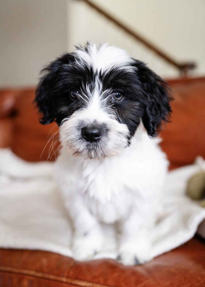 Enlarge Dale- "No Longer Accepting Applications", a Adoptable mixed breed in Plymouth, MN image 6/6