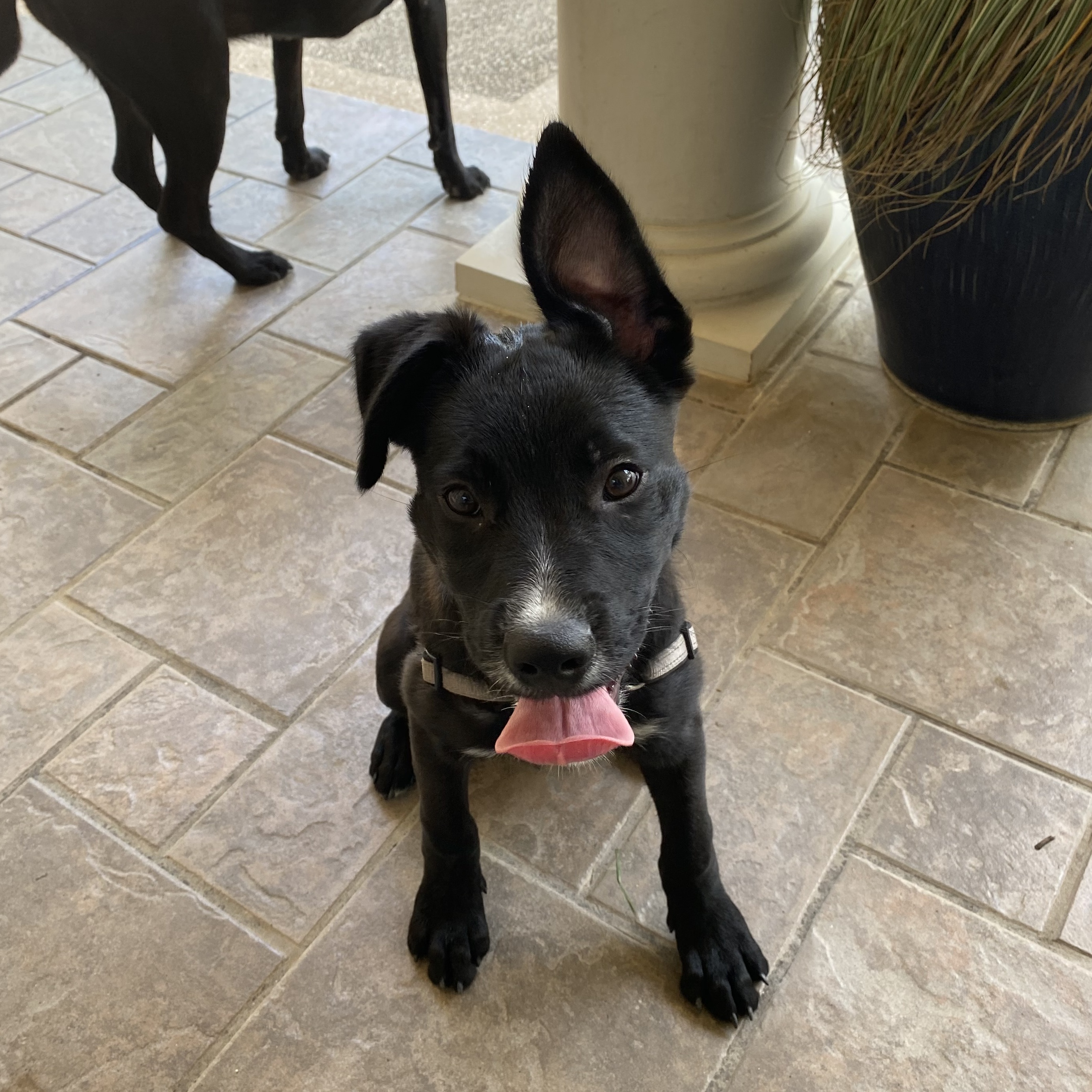 Max, a Adoptable Labrador Retriever in San Antonio, TX image 1/2