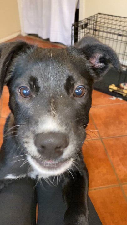 Enlarge Max, a Adoptable Labrador Retriever in San Antonio, TX video 2/2