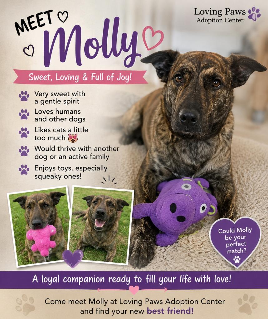 Molly, a Adoptable Mixed Breed in Crocker, MO image 1/3