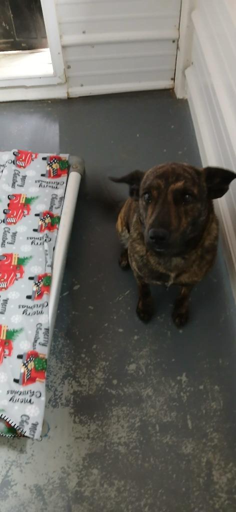 Molly, a Adoptable Mixed Breed in Crocker, MO image 2/2