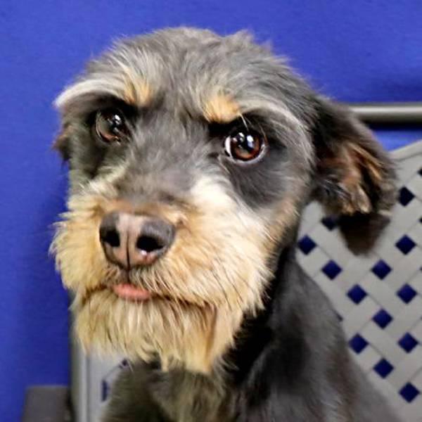 Annie, a Adoptable mixed breed in Midland, TX image 1/2