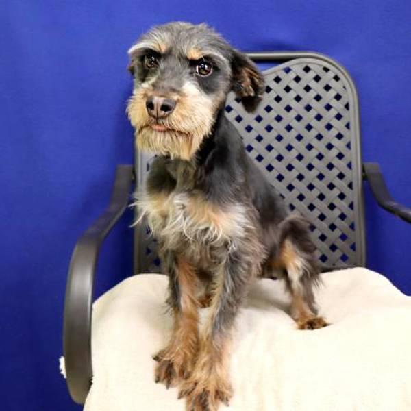 Annie, a Adoptable mixed breed in Midland, TX image 2/2