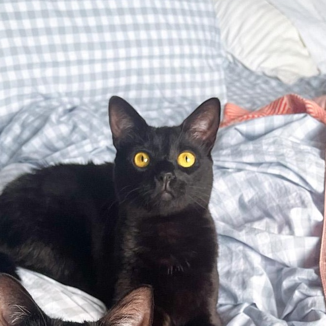 Bumbleberry, Adoptable, Adult Female Domestic Short Hair.