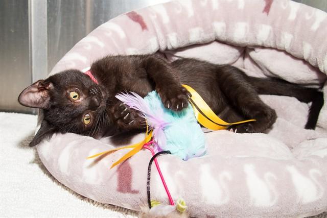 Enlarge GUAPO TACO, a Adoptable Domestic Short Hair in Santa Monica, CA image 1/1
