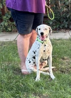 Athena, a Adoptable Dalmatian in Turlock, CA image 1/3