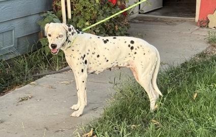 Athena, a Adoptable Dalmatian in Turlock, CA image 2/3
