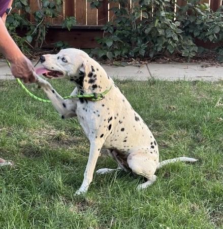 Athena, a Adoptable Dalmatian in Turlock, CA image 3/3