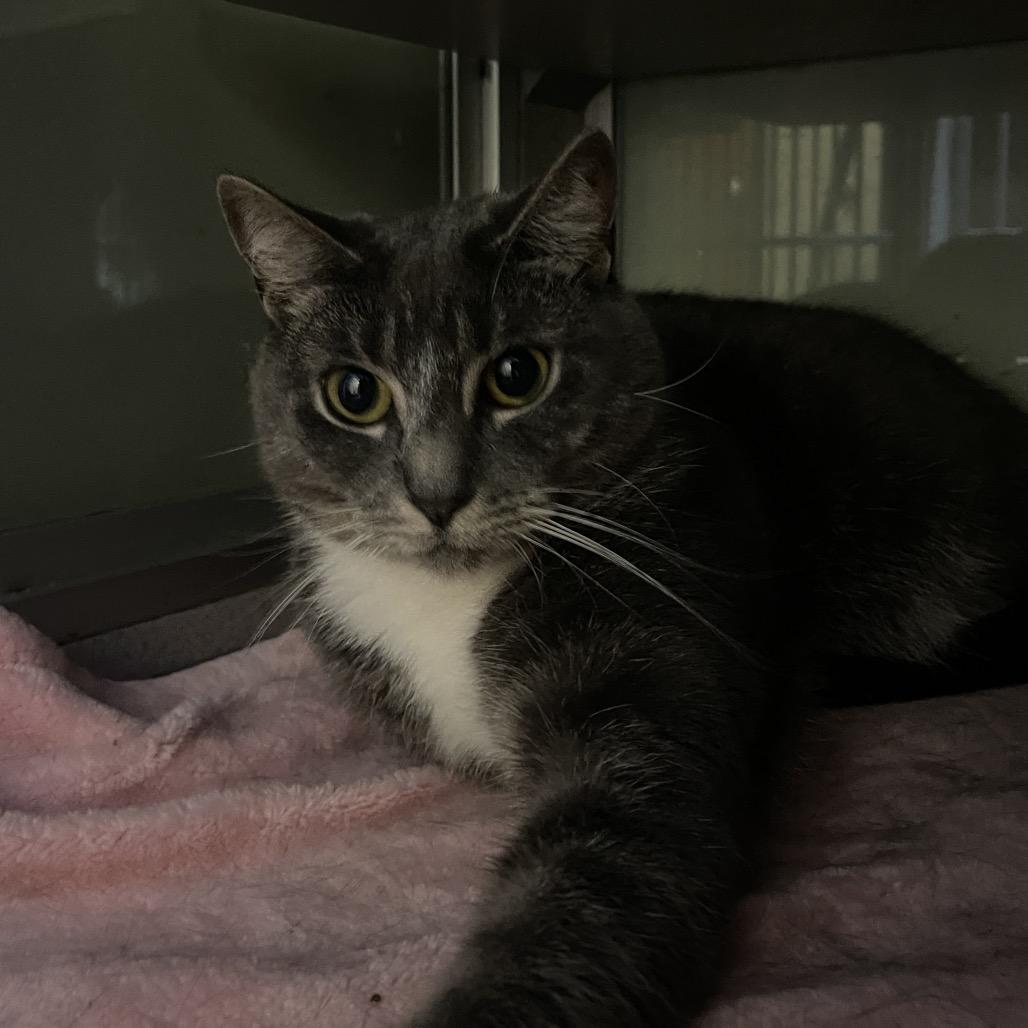 Enlarge Silly, a Adoptable Domestic Long Hair in Walden, NY image 1/1