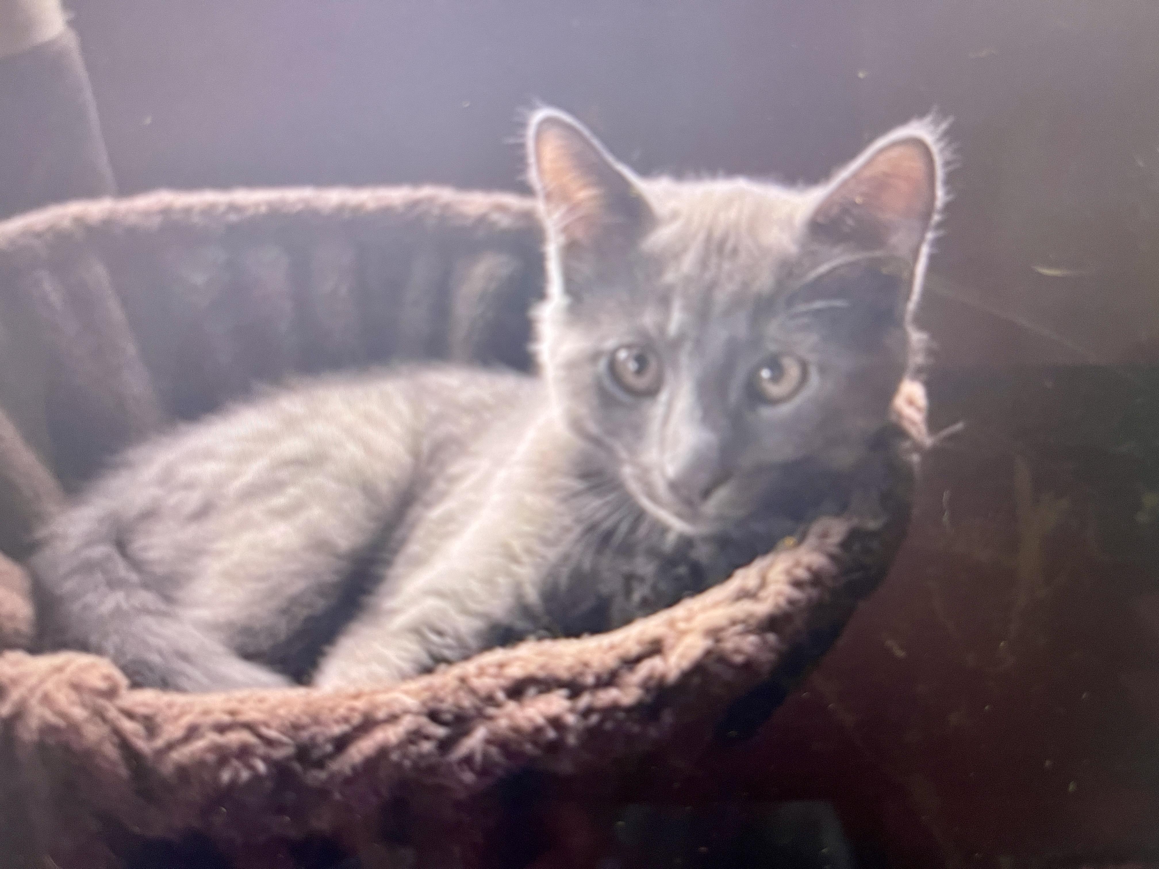 Gray (Text of call Nikki 619-922-6034), an adopted mixed breed in Sedona, AZ image 2/2