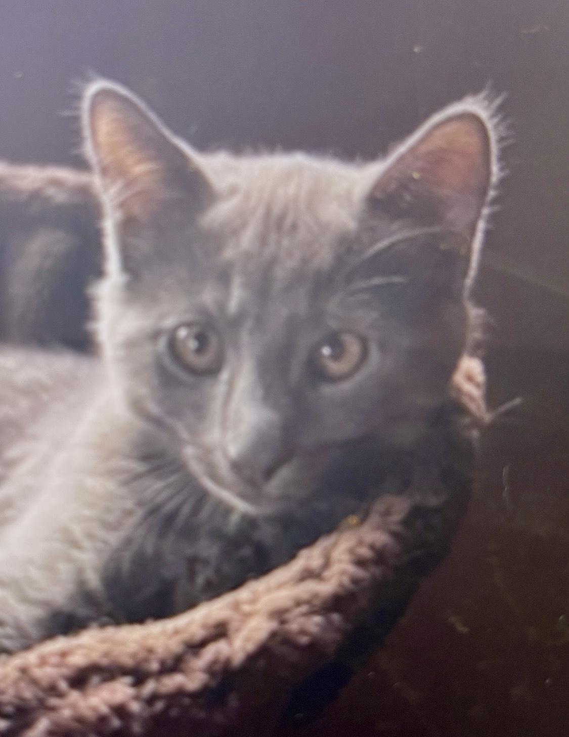 Gray (Text of call Nikki 619-922-6034), adopted, Kitten Male Russian Blue & Tabby.