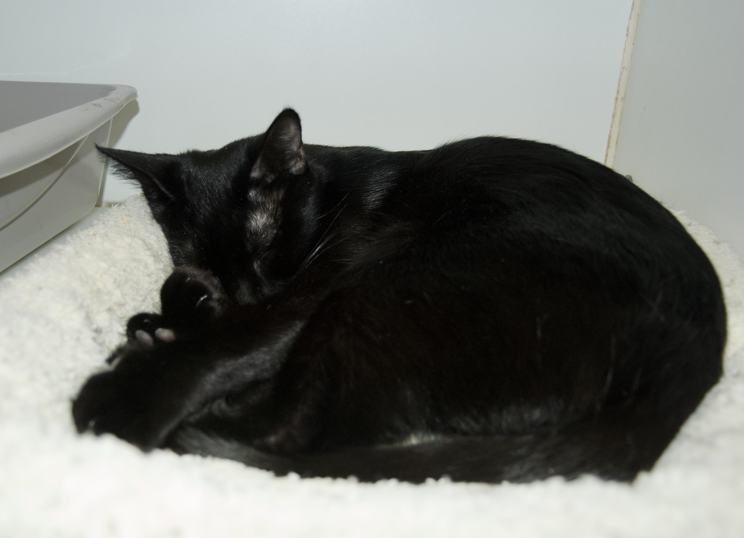 Dazey, Adoptable, Adult Female Domestic Short Hair.