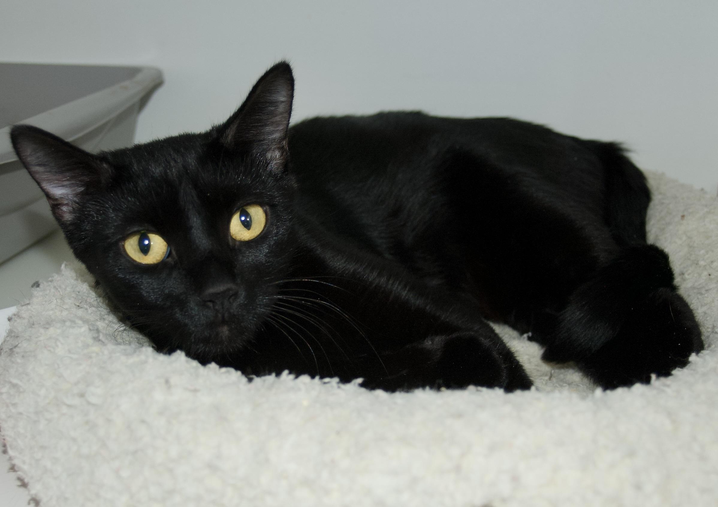Dazey, a Adoptable Domestic Short Hair in Grass Valley, CA image 1/2