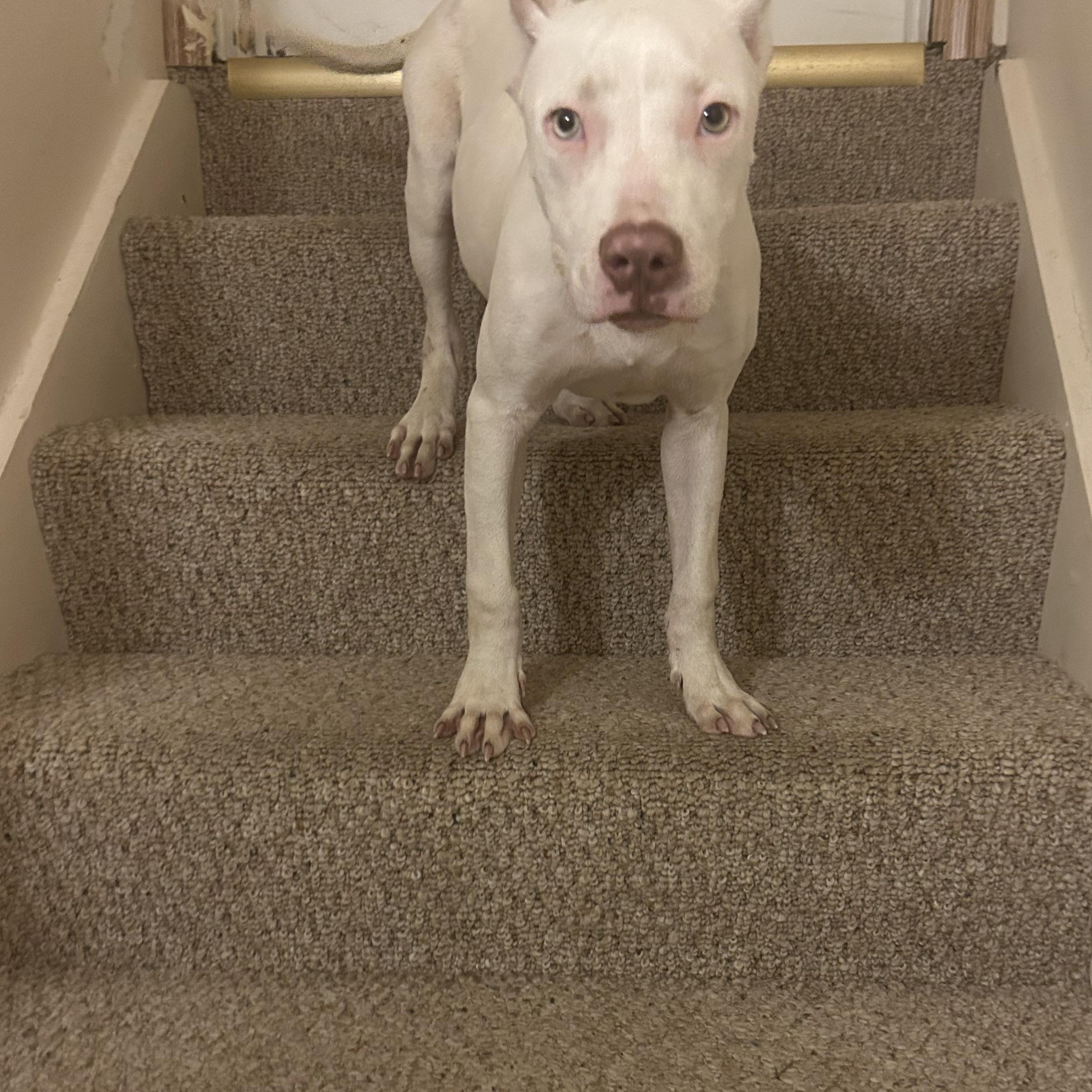 Enlarge Peeves, an adopted mixed breed in Warrenville, IL image 4/6