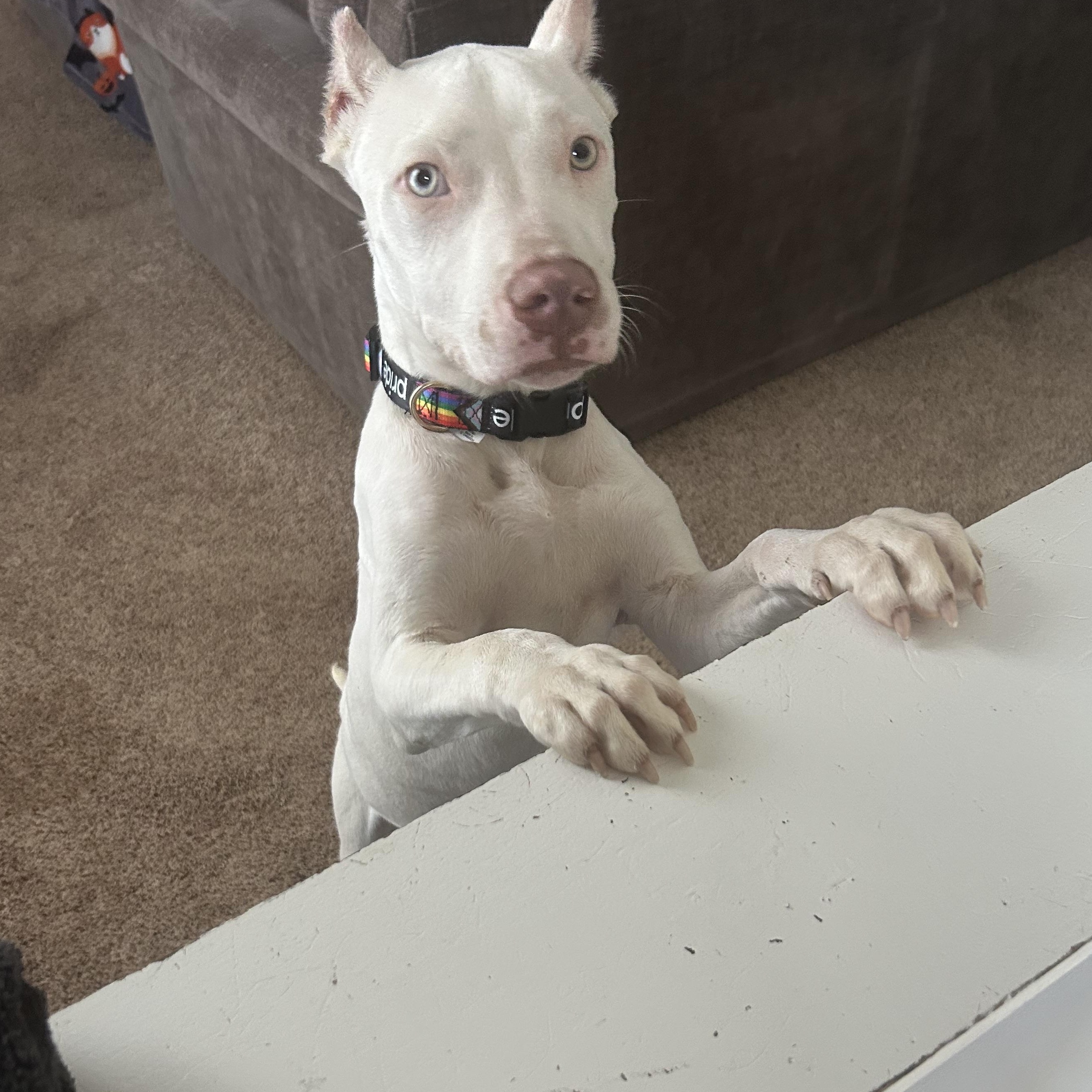 Enlarge Peeves, an adopted mixed breed in Warrenville, IL image 5/6