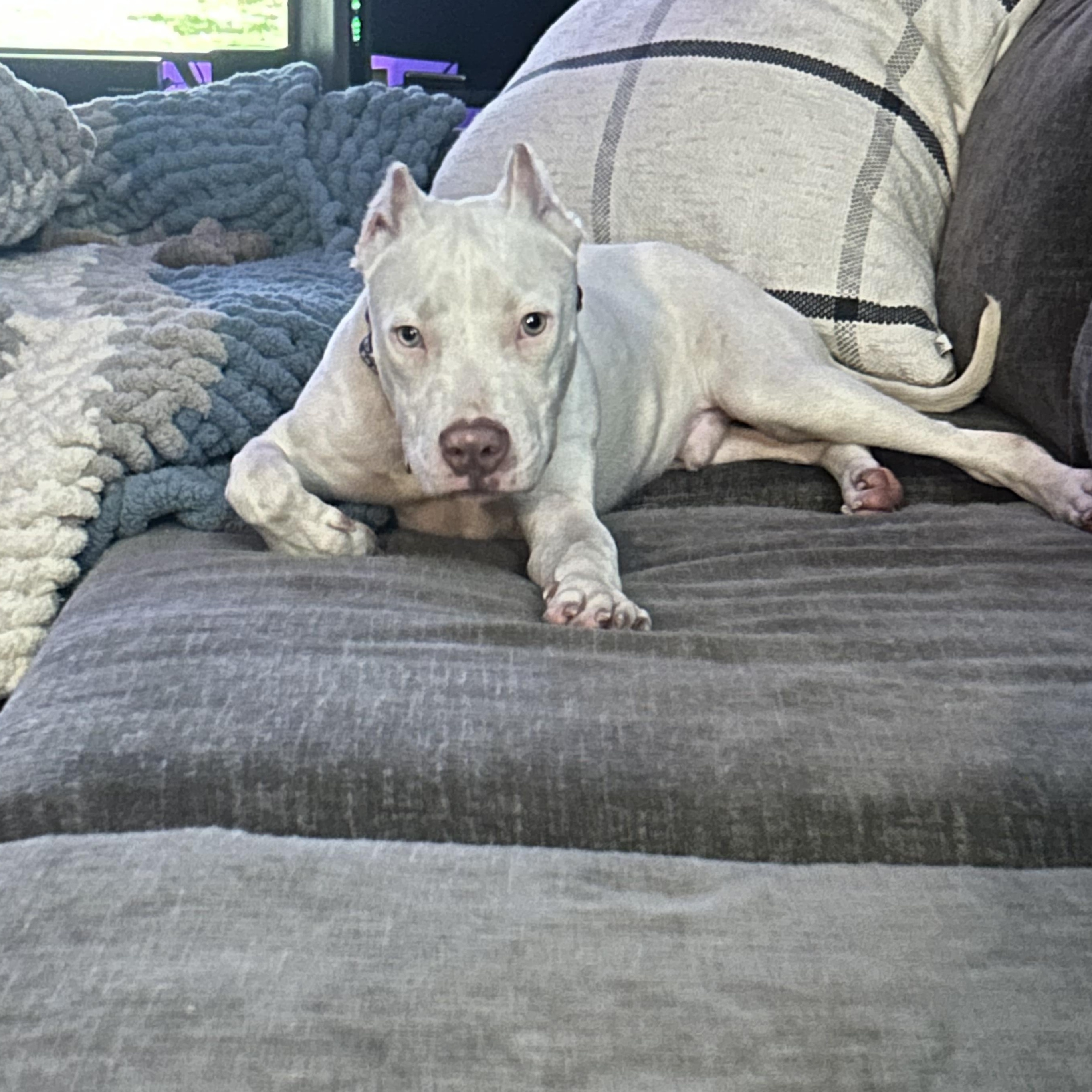 Enlarge Peeves, an adopted mixed breed in Warrenville, IL image 6/6