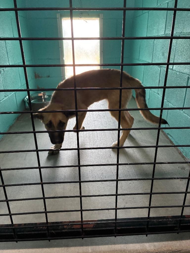 Cookie, Adoptable, Puppy Female German Shepherd Dog & Leonberger.