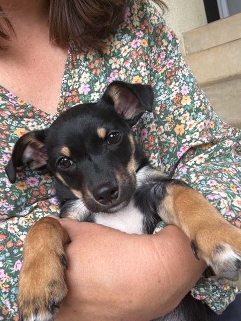 Elvis, a Adoptable mixed breed in Poway, CA image 4/5