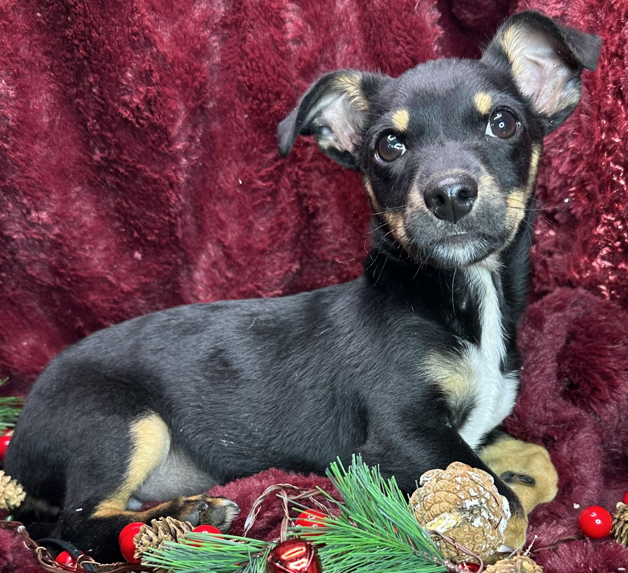 Elvis, Adoptable, Puppy Male Chihuahua & Papillon.