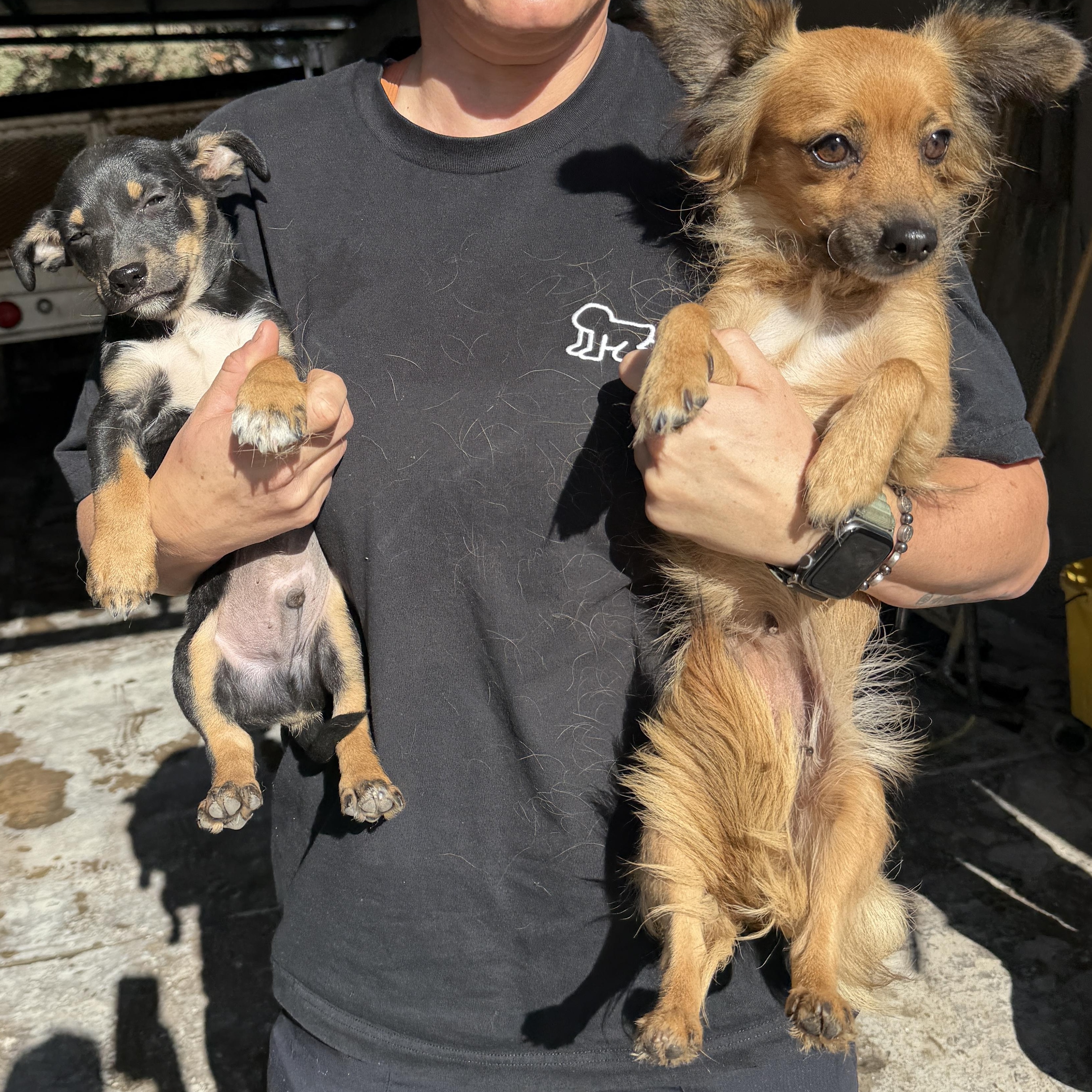 Elvis, a Adoptable mixed breed in Poway, CA image 5/5