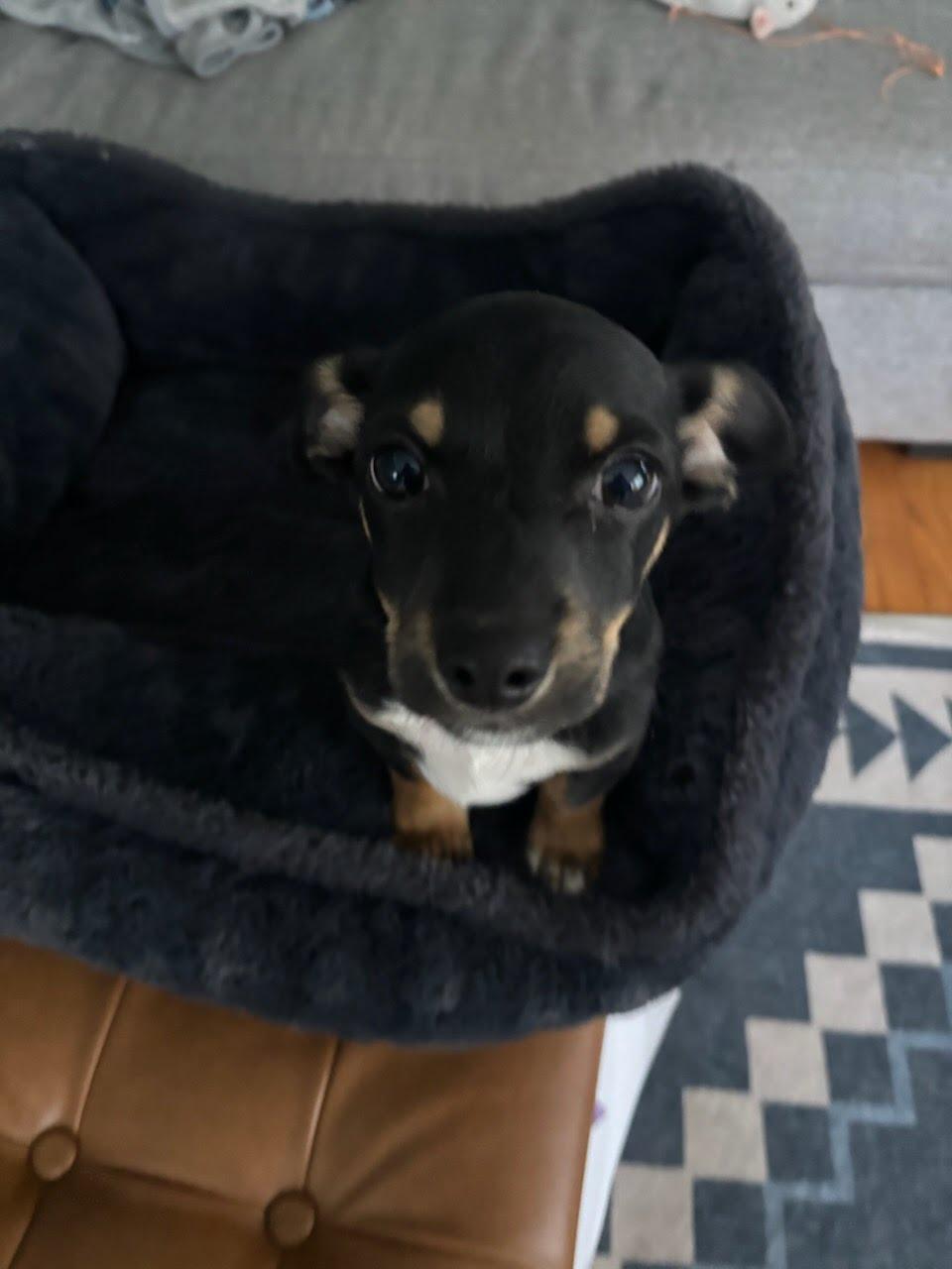 Elvis, a Adoptable mixed breed in Poway, CA image 3/5