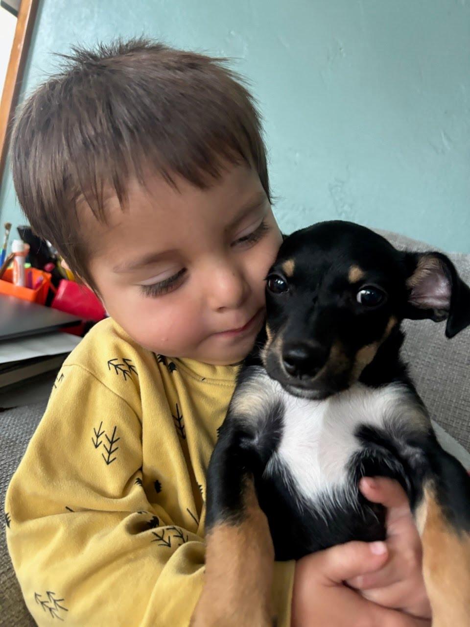 Elvis, a Adoptable mixed breed in Poway, CA image 2/5