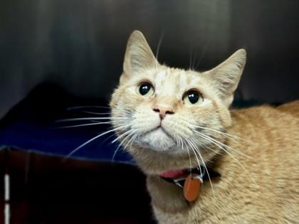 Peppa, Adoptable, Adult Female Domestic Short Hair & Domestic Short Hair.