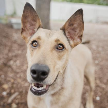 Autumn, Adoptable, Adult Female Mixed Breed & Mixed Breed.