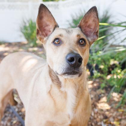 Autumn, a Adoptable mixed breed in Largo, FL image 2/3
