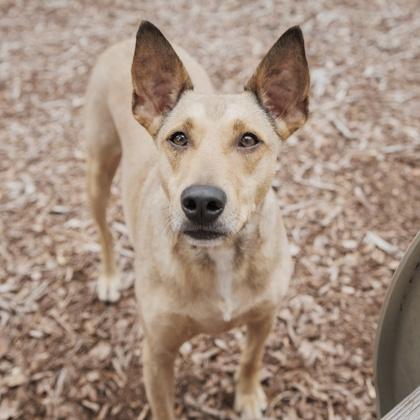 Autumn, a Adoptable mixed breed in Largo, FL image 3/3