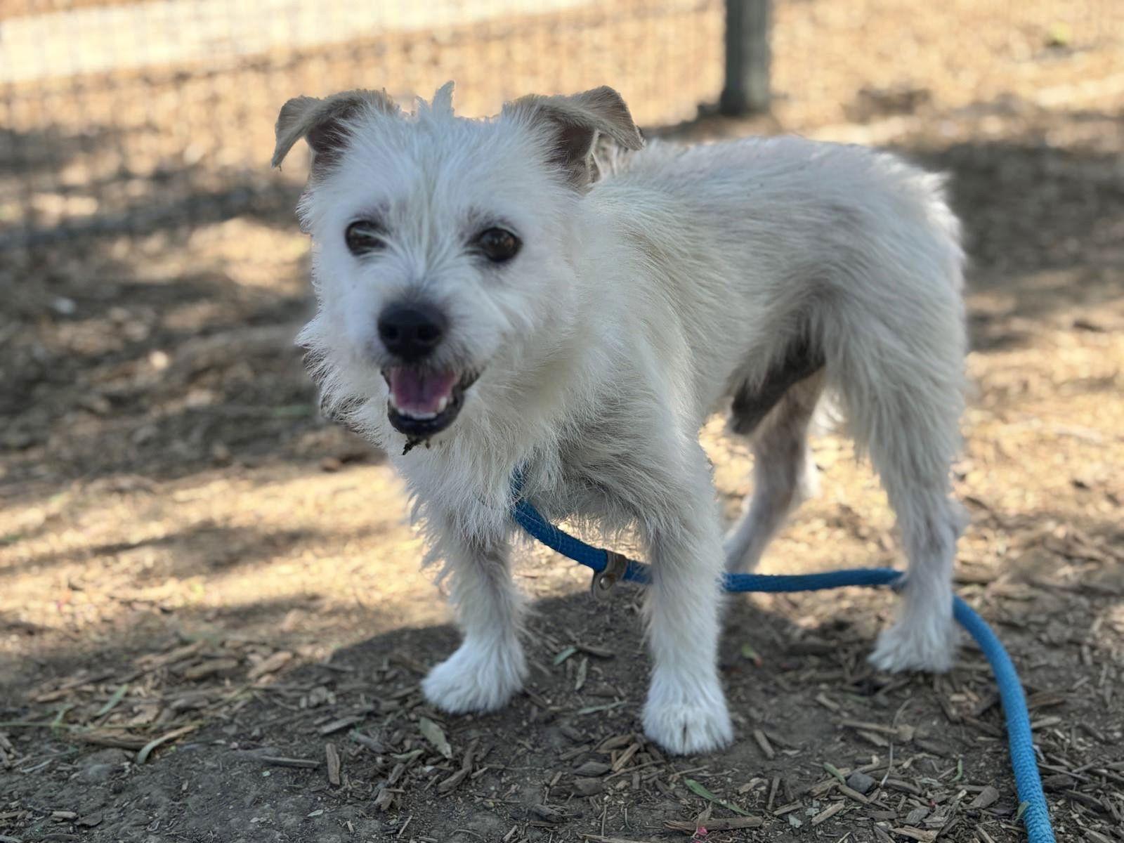 Ernie, Adoptable, Senior Male Jack Russell Terrier & Border Terrier.