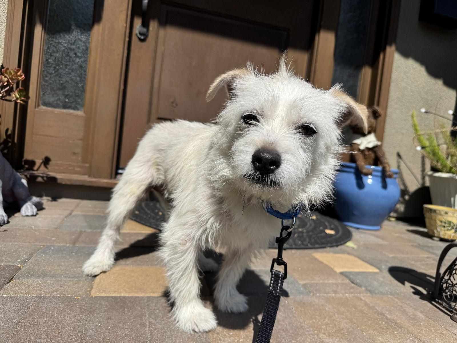 Enlarge Ernie, a Adoptable mixed breed in Santa Clara, CA image 2/3