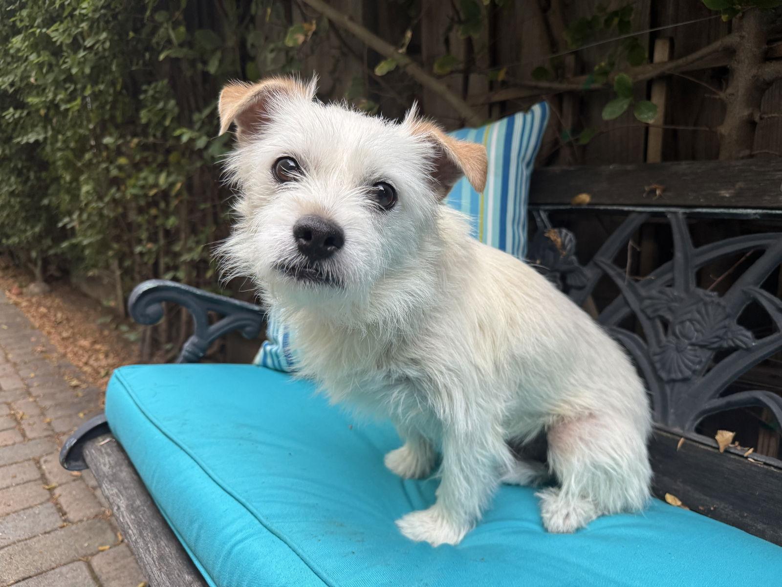 Enlarge Ernie, a Adoptable mixed breed in Santa Clara, CA image 3/3