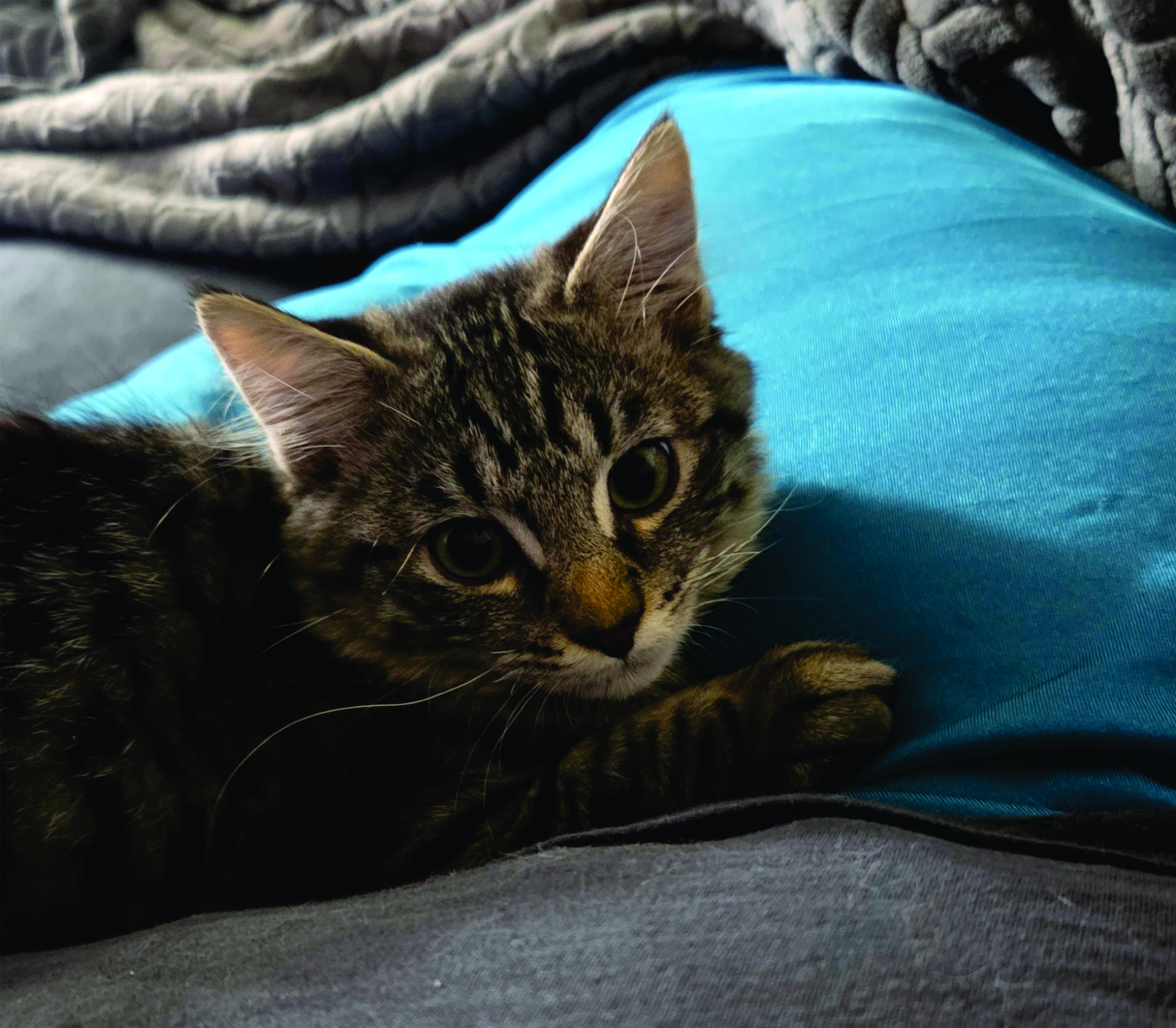 Shiitake, a Adoptable Domestic Medium Hair in Midvale, UT image 3/3