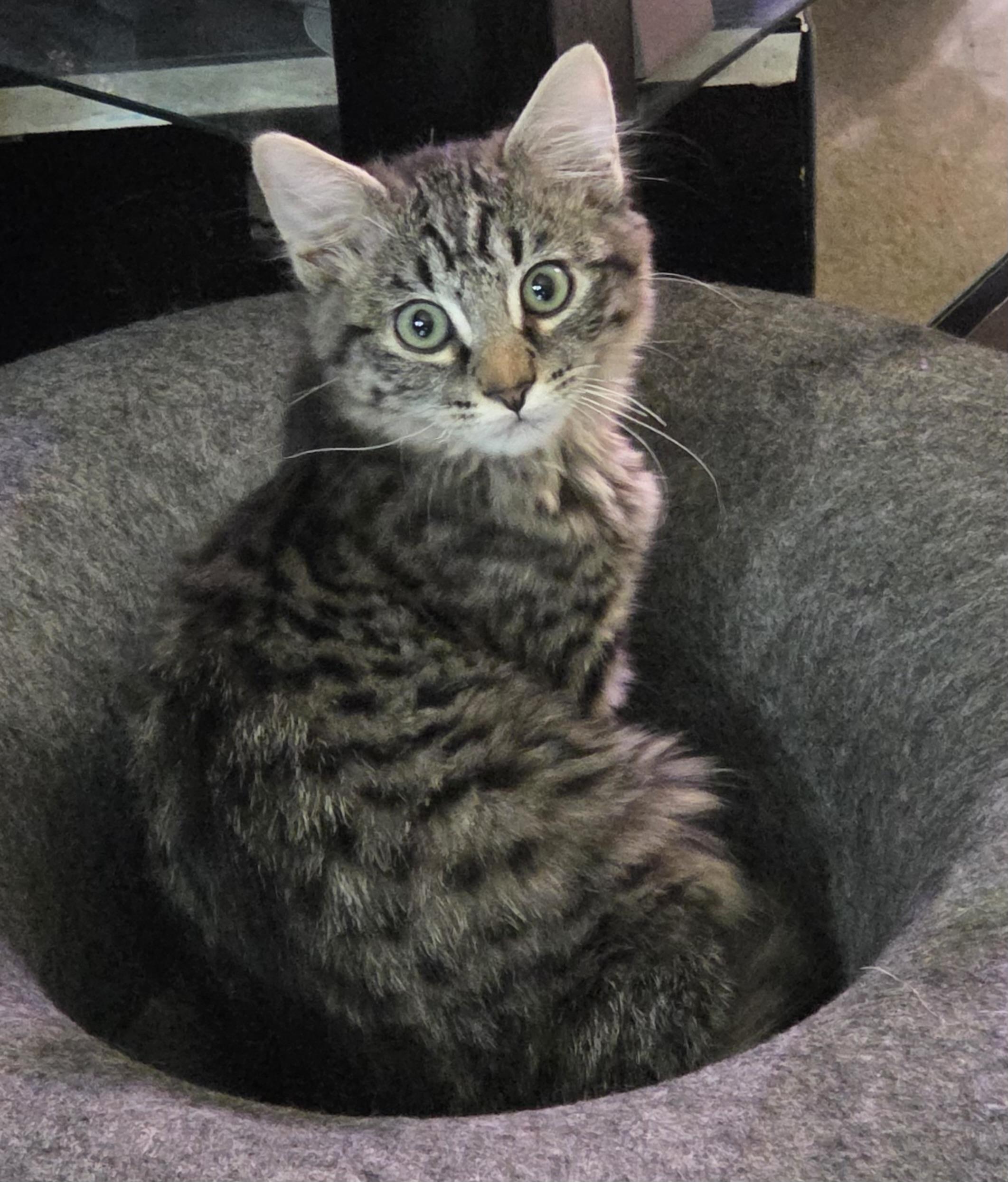 Shiitake, Adoptable, Kitten Male Domestic Medium Hair.