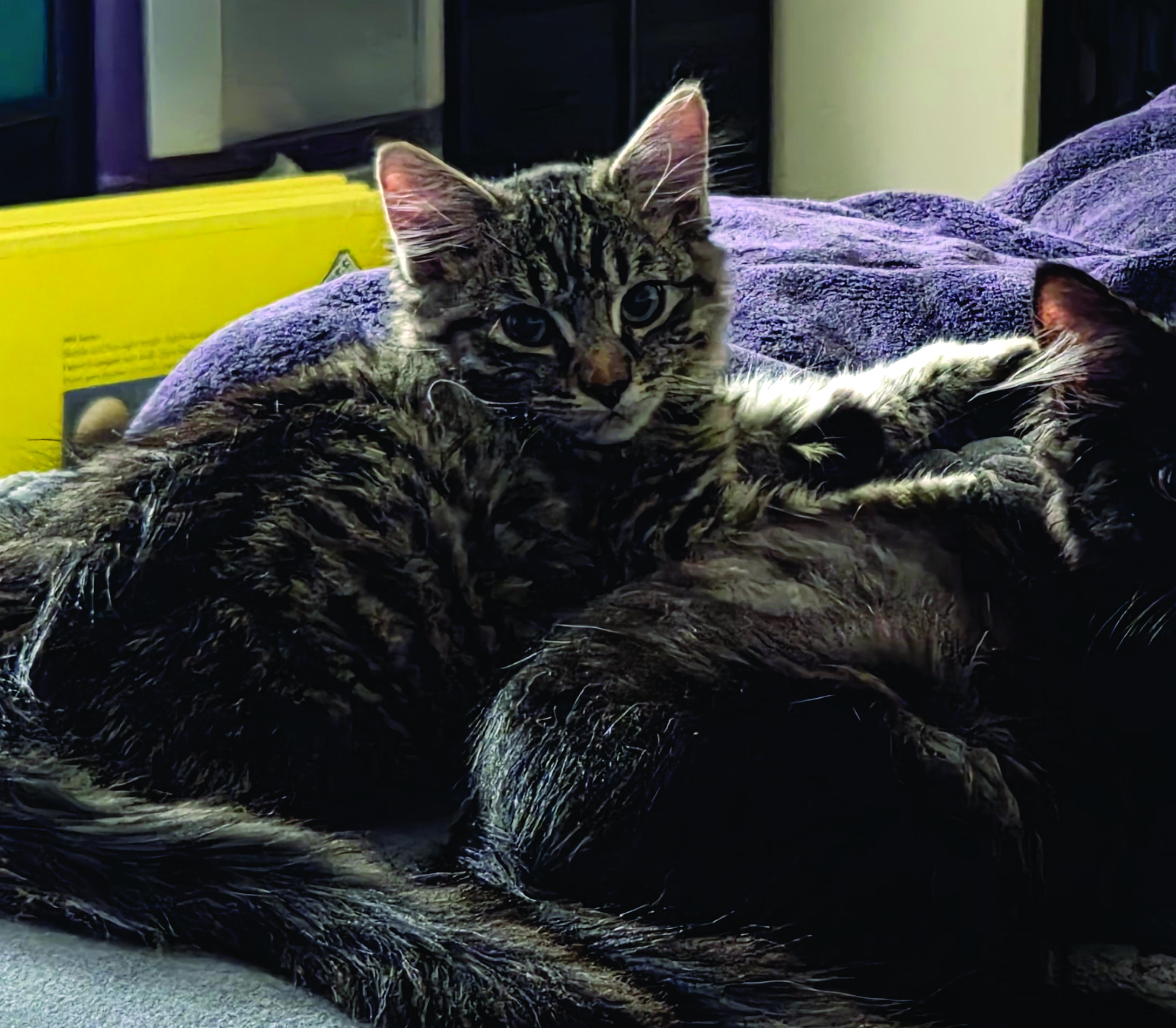 Shiitake, a Adoptable Domestic Medium Hair in Midvale, UT image 2/3