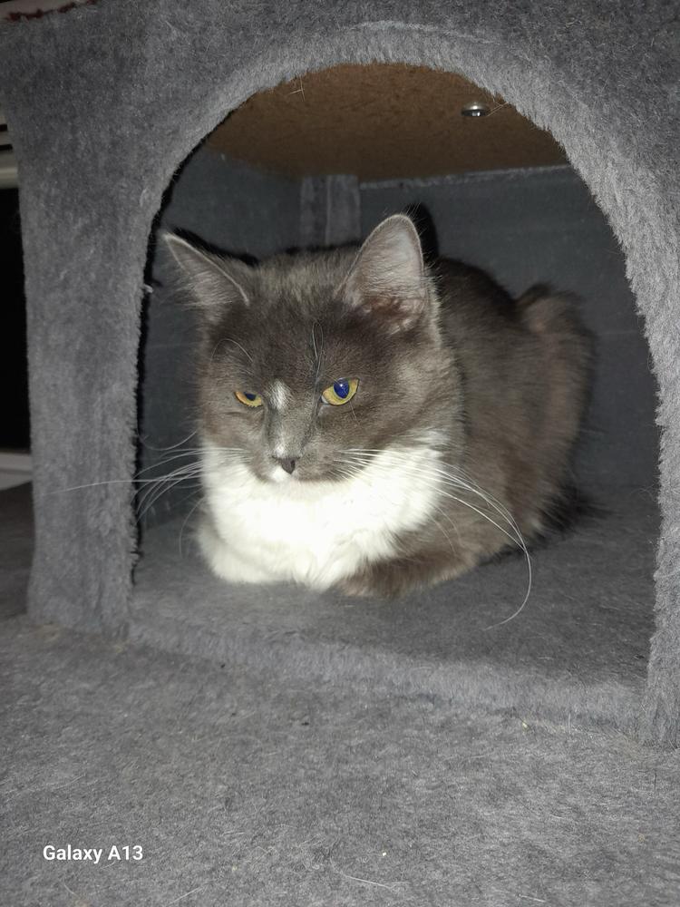 Enlarge Nova, a Adoptable Domestic Long Hair in Milltown, NJ image 2/2