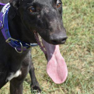 Enlarge ETTA JAMES, a Adopted Greyhound in grandville, MI image 1/1