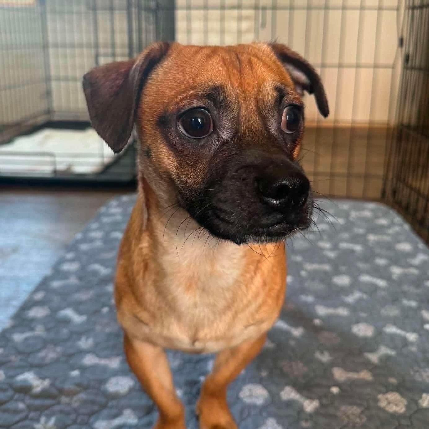 Enlarge Munchkin, a Adoptable mixed breed in Lago Vista, TX image 2/6