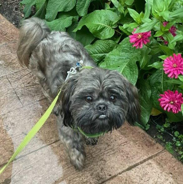 Gary, Adopted, Young Male Shih Tzu.