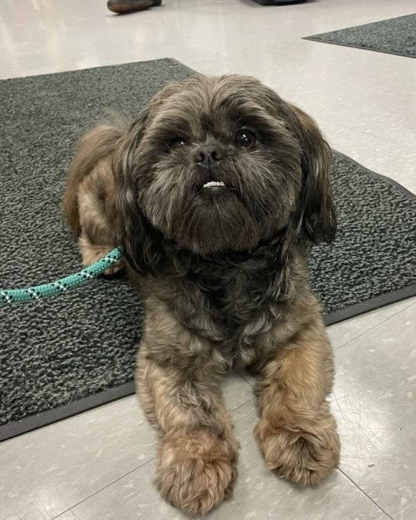 Enlarge Gary, a Adopted Shih Tzu in Rochester, NY image 2/3
