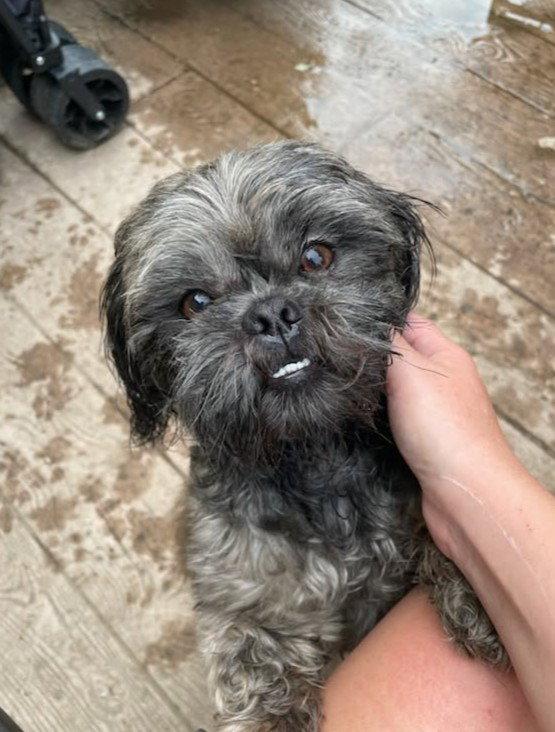 Enlarge Gary, a Adopted Shih Tzu in Rochester, NY image 3/3