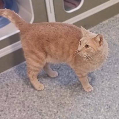 Dash, Adoptable, Adult Male Domestic Short Hair.