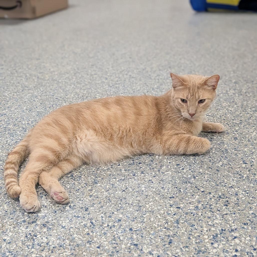 Enlarge Dash, a Adoptable Domestic Short Hair in Prairie du Chien, WI image 1/3