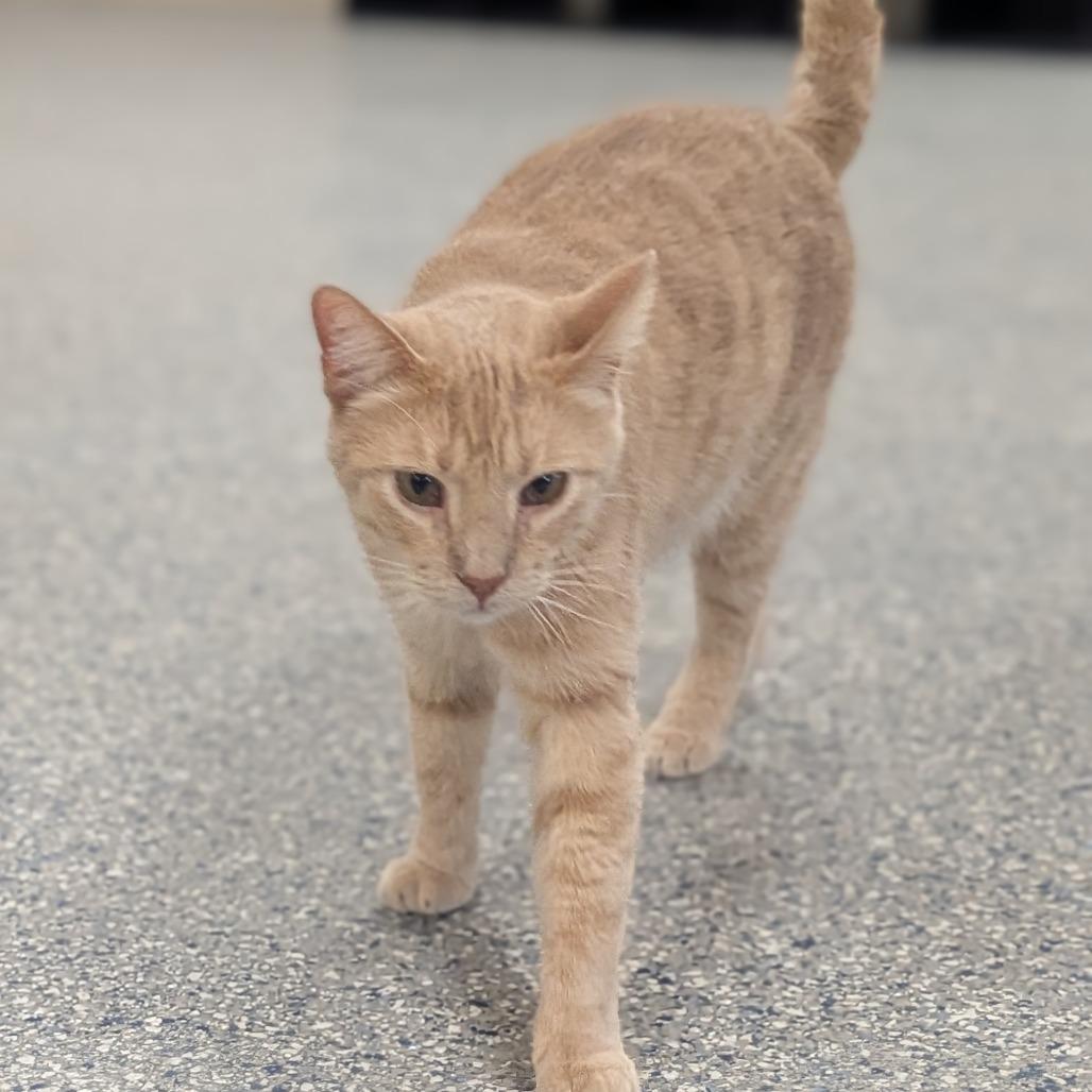 Enlarge Dash, a Adoptable Domestic Short Hair in Prairie du Chien, WI image 2/3