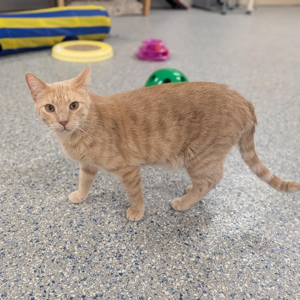 Enlarge Dash, a Adoptable Domestic Short Hair in Prairie du Chien, WI image 3/3