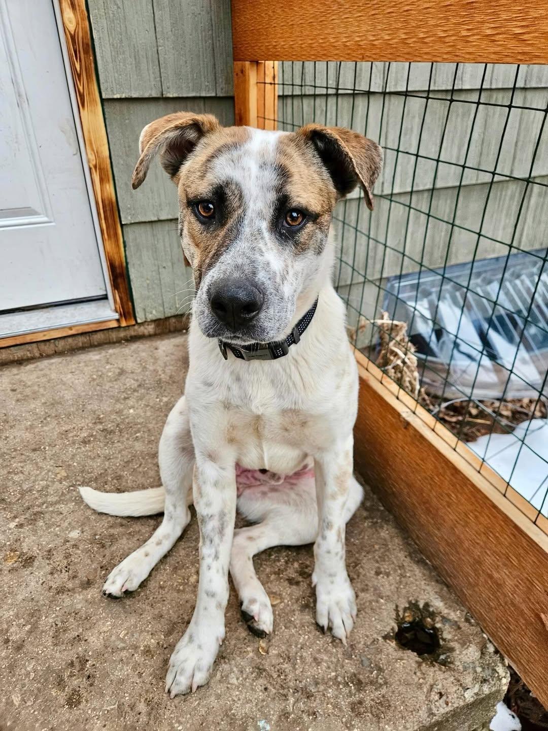 Enlarge Neo , a ADOPTABLE mixed breed in Wilsall, MT image 1/1