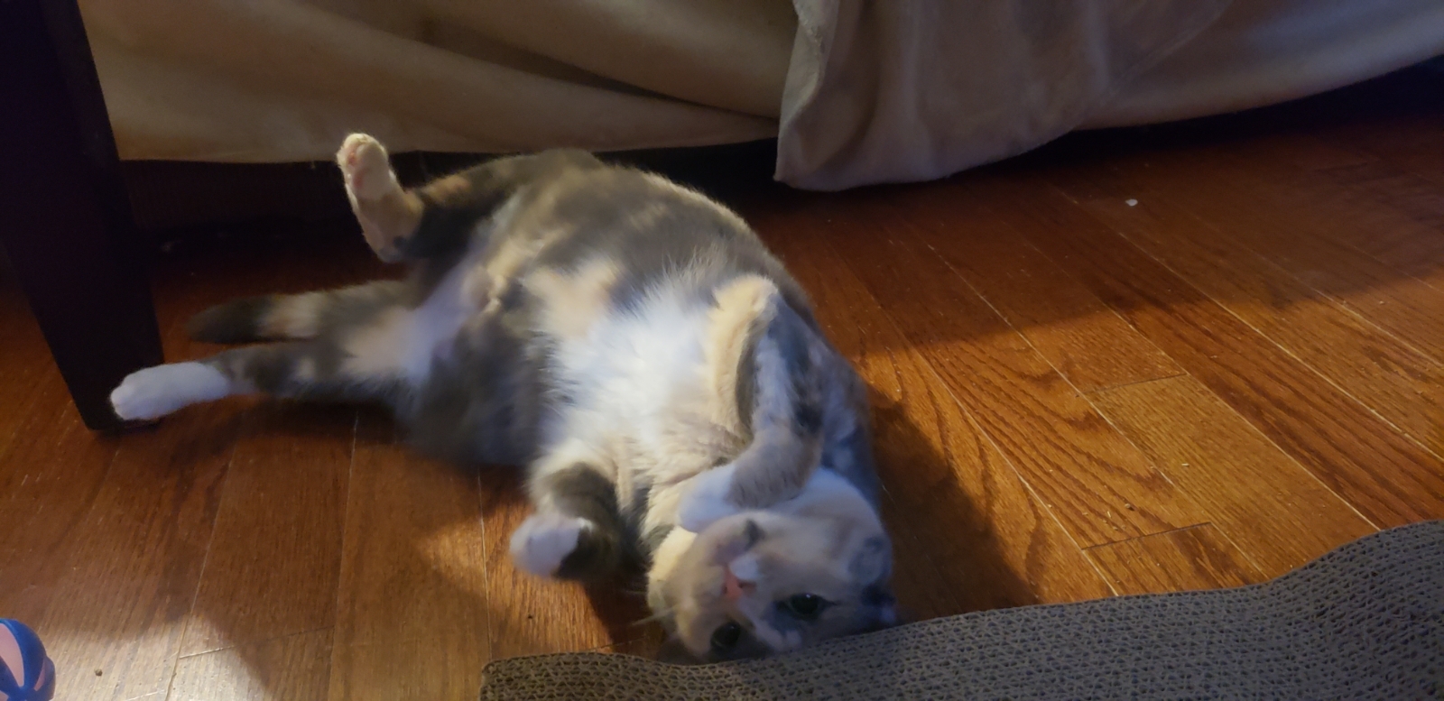 ButterBean, Adoptable, Young Female Dilute Calico.